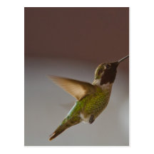 Humminbird Postcard