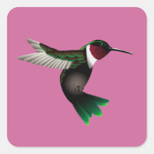 Humminbird sticker square