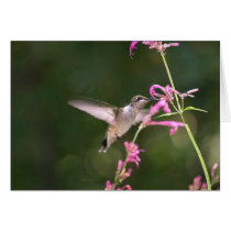 Humming Bird Agastache Greeting Card