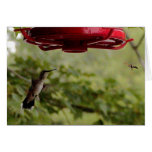 Humming Bird & Hornet cards