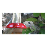 humming bird on feeder photo card template