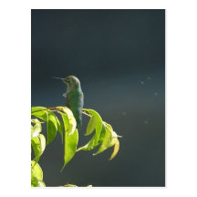 Humming Bird On Green Tree Post Card