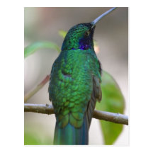 Humming Bird Postcards