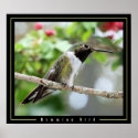 Humming Bird posters