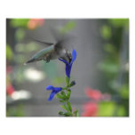 Humming Bird salvia sapphire blue print