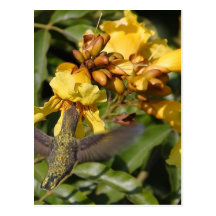 Humming Birds Post Card