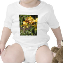 Humming Birds Tshirts