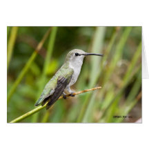 Hummingbird 069 greeting card