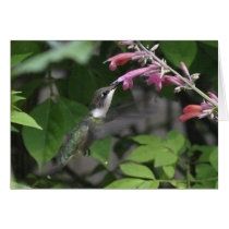 Hummingbird and Agastache Card