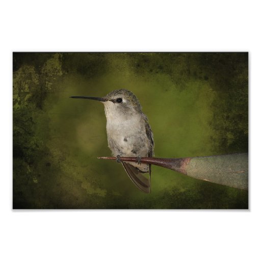 Hummingbird and agave art photo