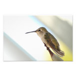 Hummingbird and agave photo