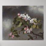 Hummingbird and Apple Blossoms Martin J. Heade posters