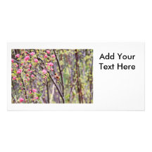 Hummingbird and Pink Flowers Photo Greeting Card