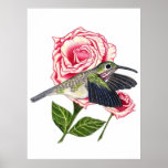 Hummingbird and Rose posters