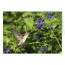 hummingbird and salvia cards