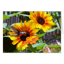 Hummingbird and Sunflowers Greeting Card