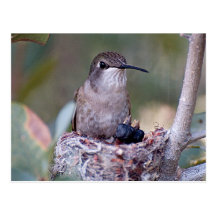 Hummingbird Babies 2 Postcard