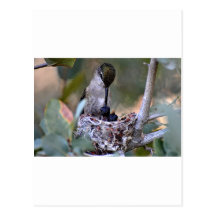 Hummingbird Babies Post Cards
