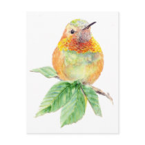Hummingbird , Bird, Nature,Wildlife,Postcard