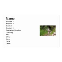 Hummingbird Building a Nest Business Card Templates