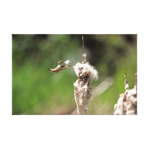 Hummingbird Building a Nest Canvas Print