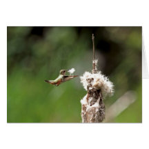 Hummingbird Building a Nest Cards