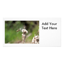Hummingbird Building a Nest Customized Photo Card