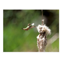 Hummingbird Building a Nest Post Cards