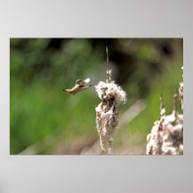 Hummingbird Building a Nest Posters