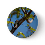 Hummingbird buttons
