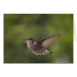 hummingbird cards