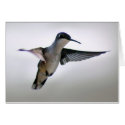 Hummingbird Card