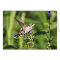 hummingbird Card