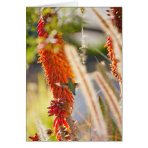 Hummingbird Greeting Cards