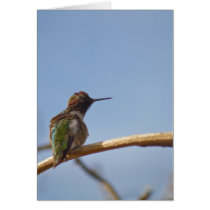 Hummingbird Greeting Cards