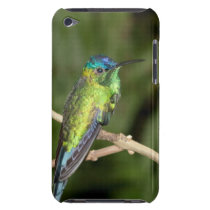 Hummingbird Case Ipod Touch Case