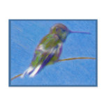 Hummingbird Coloured Pencil Drawing postcards