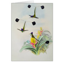 Hummingbird, engraved by Walter and Cohn Greeting Card