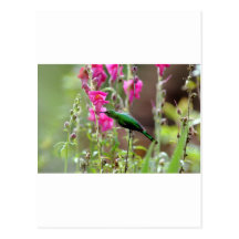 Hummingbird feeding on nectar post card
