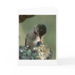 Hummingbird feeding time cards