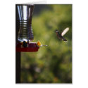 Hummingbird Feeding Time cards