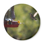 Hummingbird Feeding Time magnets