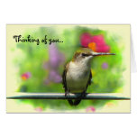 Hummingbird Friendship Greeting Cards
