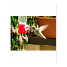 Hummingbird Haven Post Card