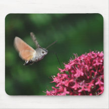 Hummingbird hawk-moth hovering mousepads