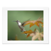 Hummingbird in a Japanese Maple Tree Photo Print