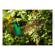 Hummingbird in Flight Card