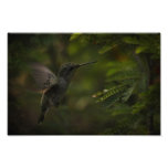 Hummingbird in flight photo art