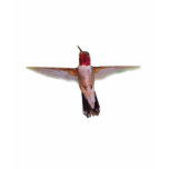 Hummingbird in Flight t-shirts