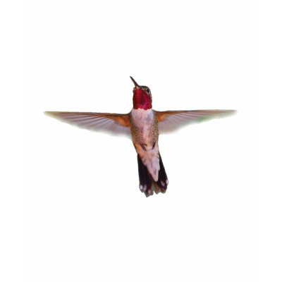 Hummingbird in Flight Shirt by WorldDesign